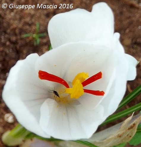 Crocus thomasii - albino -